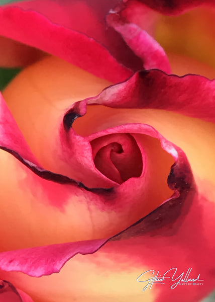 Rose for Rose Printable Poster