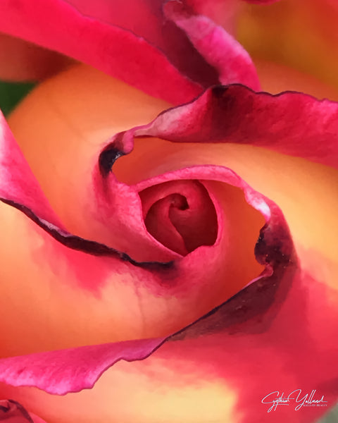 Rose for Rose Printable Poster