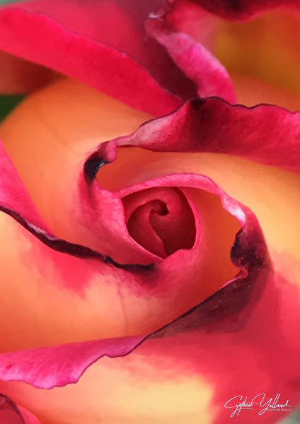 Rose for Rose Printable Poster