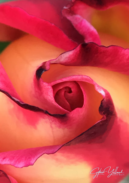 Rose for Rose Printable Poster