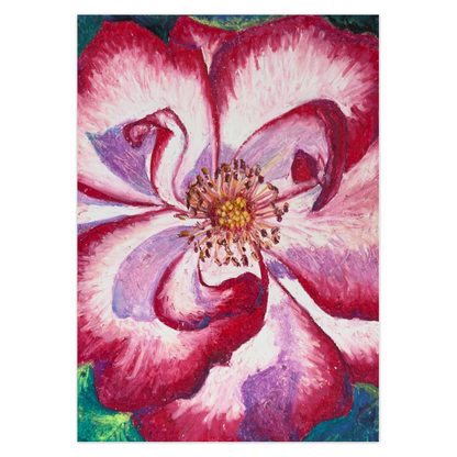Close-up of a vibrant pink and red wild rose with a white center on a white background